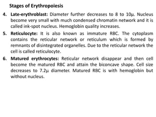Stages of Erythropoiesis
4. Late-erythroblast: Diameter further decreases to 8 to 10μ. Nucleus
become very small with much condensed chromatin network and it is
called ink-spot nucleus. Hemoglobin quality increases.
5. Reticulocyte: It is also known as immature RBC. The cytoplasm
contains the reticular network or reticulum which is formed by
remnants of disintegrated organelles. Due to the reticular network the
cell is called reticulocyte.
6. Matured erythrocytes: Reticular network disappear and then cell
become the matured RBC and attain the biconcave shape. Cell size
decreases to 7.2μ diameter. Matured RBC is with hemoglobin but
without nucleus.
 