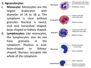 2. Agranulocytes
i. Monocyte: Monocytes are the
largest leukocytes with
diameter of 14 to 18 μ. The
cytoplasm is clear without
granules. Nucleus is round,
oval and horseshoe shaped,
bean shaped or kidney shaped.
ii. Lymphocytes: Like monocytes,
the lymphocytes also do not
have granules in the
cytoplasm. Nucleus is oval,
bean-shaped or kidney-
shaped. Nucleus occupies the
whole of the cytoplasm.
 