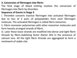 3. Conversion of fibrinogen into fibrin:
The final stage of blood clotting involves the conversion of
fibrinogen into fibrin by thrombin.
Sequence of Events in Stage 3
i. Thrombin converts inactive fibrinogen into activated fibrinogen
due to loss of 2 pairs of polypeptides from each fibrinogen
molecule. The activated fibrinogen is called fibrin monomer.
ii. Fibrin monomer polymerizes with other monomer molecules and
form loosely arranged strands of fibrin.
iii. Later these loose strands are modified into dense and tight fibrin
threads by fibrin-stabilizing factor (factor XIII) in the presence of
calcium ions. All the tight fibrin threads are aggregated to form a
meshwork of stable clot.
 