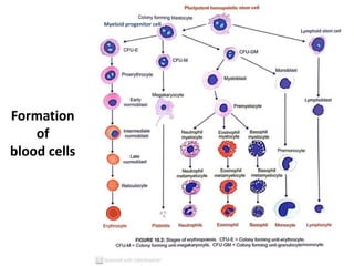 Formation
of
blood cells
Myeloid progenitor cell
 