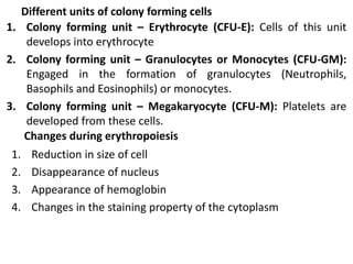 Different units of colony forming cells
1. Colony forming unit – Erythrocyte (CFU-E): Cells of this unit
develops into erythrocyte
2. Colony forming unit – Granulocytes or Monocytes (CFU-GM):
Engaged in the formation of granulocytes (Neutrophils,
Basophils and Eosinophils) or monocytes.
3. Colony forming unit – Megakaryocyte (CFU-M): Platelets are
developed from these cells.
Changes during erythropoiesis
1. Reduction in size of cell
2. Disappearance of nucleus
3. Appearance of hemoglobin
4. Changes in the staining property of the cytoplasm
 