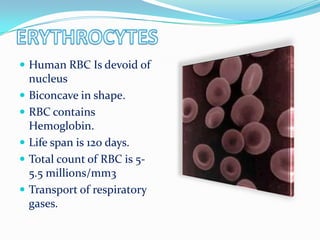  Human RBC Is devoid of
nucleus
 Biconcave in shape.
 RBC contains
Hemoglobin.
 Life span is 120 days.
 Total count of RBC is 5-
5.5 millions/mm3
 Transport of respiratory
gases.
 
