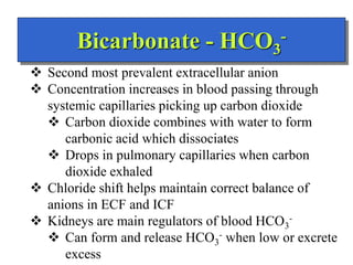Bicarbonate - HCO3
-
 Second most prevalent extracellular anion
 Concentration increases in blood passing through
systemic capillaries picking up carbon dioxide
 Carbon dioxide combines with water to form
carbonic acid which dissociates
 Drops in pulmonary capillaries when carbon
dioxide exhaled
 Chloride shift helps maintain correct balance of
anions in ECF and ICF
 Kidneys are main regulators of blood HCO3
-
 Can form and release HCO3
- when low or excrete
excess
 