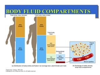 BODY FLUID COMPARTMENTS
 