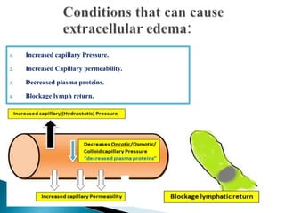 1. Increased capillary Pressure.
2. Increased Capillary permeability.
3. Decreased plasma proteins.
4. Blockage lymph return.
 