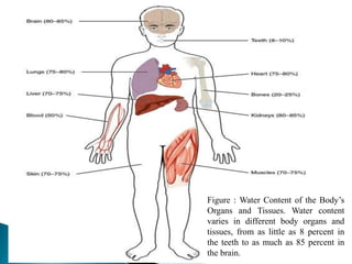 Figure : Water Content of the Body’s
Organs and Tissues. Water content
varies in different body organs and
tissues, from as little as 8 percent in
the teeth to as much as 85 percent in
the brain.
 