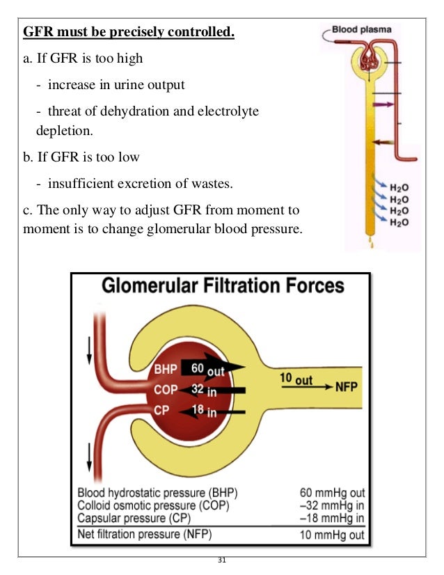 Urine Analysis and Kidney function tests