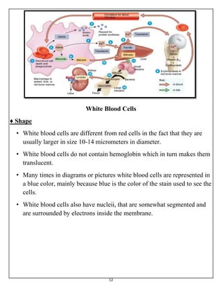 The Blood and Hemostasis and Blood Coagulation | PDF