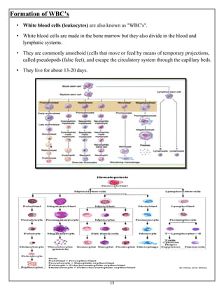 The Blood and Hemostasis and Blood Coagulation | PDF