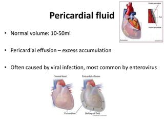 Pericardial fluid
• Normal volume: 10-50ml
• Pericardial effusion – excess accumulation
• Often caused by viral infection, most common by enterovirus
 