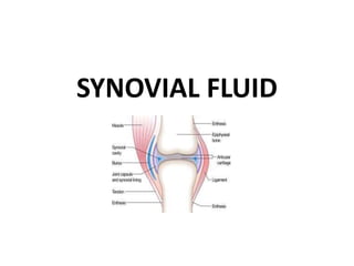 SYNOVIAL FLUID
 