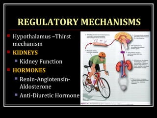 REGULATORY MECHANISMS
 Hypothalamus –Thirst
mechanism
 KIDNEYS
 Kidney Function
 HORMONES
 Renin-Angiotensin-
Aldosterone
 Anti-Diuretic Hormone
 