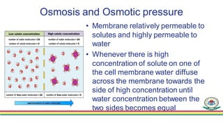 Osmotic equilibrium between ECF and ICF
• Large osmotic pressures can develop across the cell
membrane with relatively
• s...