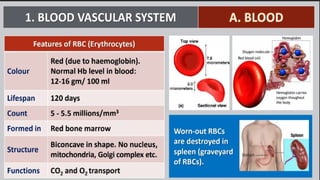 body fluids.pptx biology grade 11 bank of biology | PPTX