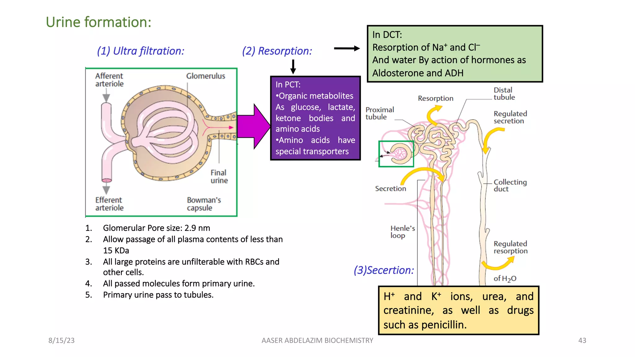 Body Fluids | PDF
