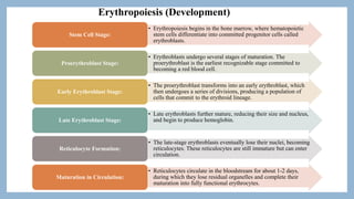 • Erythropoiesis begins in the bone marrow, where hematopoietic
stem cells differentiate into committed progenitor cells called
erythroblasts.
Stem Cell Stage:
• Erythroblasts undergo several stages of maturation. The
proerythroblast is the earliest recognizable stage committed to
becoming a red blood cell.
Proerythroblast Stage:
• The proerythroblast transforms into an early erythroblast, which
then undergoes a series of divisions, producing a population of
cells that commit to the erythroid lineage.
Early Erythroblast Stage:
• Late erythroblasts further mature, reducing their size and nucleus,
and begin to produce hemoglobin.
Late Erythroblast Stage:
• The late-stage erythroblasts eventually lose their nuclei, becoming
reticulocytes. These reticulocytes are still immature but can enter
circulation.
Reticulocyte Formation:
• Reticulocytes circulate in the bloodstream for about 1-2 days,
during which they lose residual organelles and complete their
maturation into fully functional erythrocytes.
Maturation in Circulation:
Erythropoiesis (Development)
 