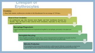 Lifespan of
Erythrocytes
Circulation:
• Once fully mature, erythrocytes circulate in the bloodstream for an average of 120 days.
Removal from Circulation:
• As erythrocytes age, they become more fragile, and their membranes become less
flexible. This can lead to their removal from circulation, especially as they traverse
narrow capillaries.
Macrophage Phagocytosis:
• Aged or damaged erythrocytes are recognized and engulfed by macrophages, particularly in the spleen and
liver.
Hemoglobin Recycling:
• Once engulfed, hemoglobin is broken down, and its components (heme and globin) are recycled. Iron from
heme is salvaged and reused, while the globin portion is broken down into amino acids.
Bilirubin Production:
• The breakdown of heme also produces bilirubin, a yellow pigment. Bilirubin is eventually excreted by the
liver into bile, and then it passes out of the body in feces, giving stool its characteristic brown color.
 