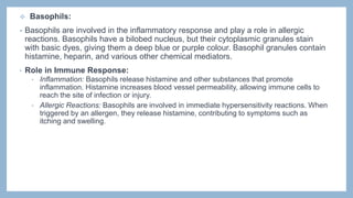  Basophils:
• Basophils are involved in the inflammatory response and play a role in allergic
reactions. Basophils have a bilobed nucleus, but their cytoplasmic granules stain
with basic dyes, giving them a deep blue or purple colour. Basophil granules contain
histamine, heparin, and various other chemical mediators.
• Role in Immune Response:
• Inflammation: Basophils release histamine and other substances that promote
inflammation. Histamine increases blood vessel permeability, allowing immune cells to
reach the site of infection or injury.
• Allergic Reactions: Basophils are involved in immediate hypersensitivity reactions. When
triggered by an allergen, they release histamine, contributing to symptoms such as
itching and swelling.
 