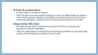  B Cells (B Lymphocytes):
1. B cells mature in the bone marrow.
2. When B cells encounter specific pathogens, they can differentiate into plasma
cells, which produce antibodies. Antibodies are proteins that can bind to and
neutralize pathogens, marking them for destruction by other immune cells.
 Natural Killer (NK) Cells:
1. NK cells are part of the innate immune system and do not require prior
exposure to specific pathogens.
2. They are responsible for recognizing and destroying infected or abnormal cells,
such as those infected by viruses or cancer cells.
 