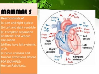 Auricles Rabbit bodyfluidsandcirculation-181122151833.pptx