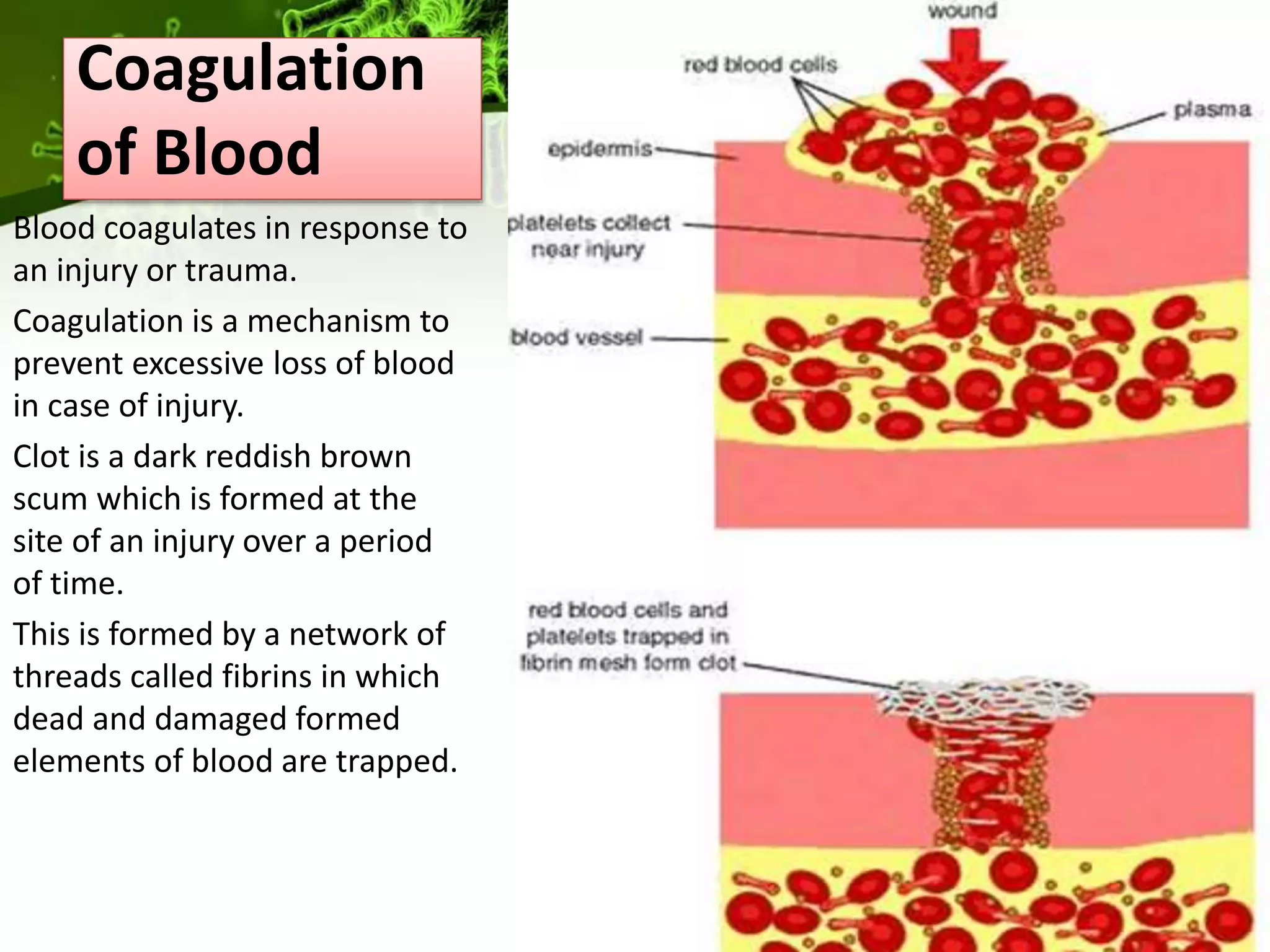 Blood Threads CLASS 11 TH Body fluids and circulation | PPTX