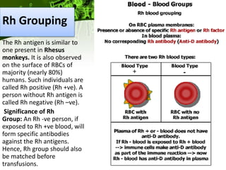 Rh Group CLASS 11 TH Body fluids and circulation | PPTX