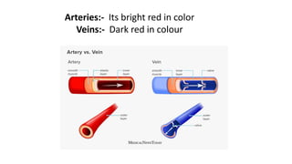 Arteries:- Its bright red in color
Veins:- Dark red in colour
 