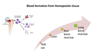 Blood formation from Hemopoietic tissue
Yolk
sac
Liver
Red
bone
marrow
Long
bone
marrow
 