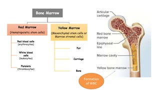 Formation
of WBC
 