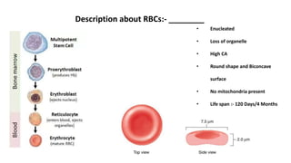 Description about RBCs:- ________
• Enucleated
• Loss of organelle
• High CA
• Round shape and Biconcave
surface
• No mitochondria present
• Life span :- 120 Days/4 Months
 
