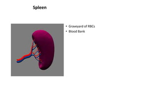 Spleen
• Graveyard of RBCs
• Blood Bank
 