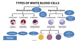 Multilobed Bilobed
“S”
Shaped
PMNL
Eosin dye
gives red
colour
Methylene
blue gives
blue colour
Largest WBC
Kidney
shaped
Smallest
WBC
Fused
together and
from
Macrophages
 