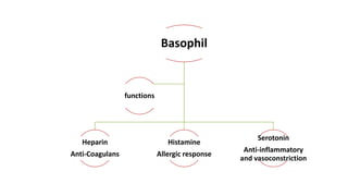 Basophil
Heparin
Anti-Coagulans
Histamine
Allergic response
Serotonin
Anti-inflammatory
and vasoconstriction
functions
 