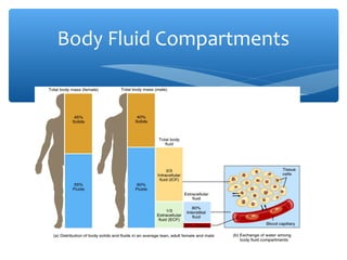 Body fluids and electrolytes | PPT