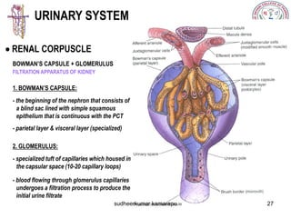 Body fluids and renal functions | PDF