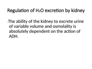 Regulation of H2O excretion by kidney
-The ability of the kidney to excrete urine
of variable volume and osmolality is
absolutely dependent on the action of
ADH.
 
