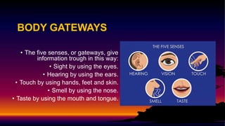 BODY GATEWAYS
• The five senses, or gateways, give
information trough in this way:
• Sight by using the eyes.
• Hearing by using the ears.
• Touch by using hands, feet and skin.
• Smell by using the nose.
• Taste by using the mouth and tongue.
 