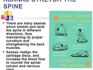 ASANAS STRETCH THE
SPINE
 There are many asanas
which stretch and twist
the spine in different
directions, thus
maintaini...