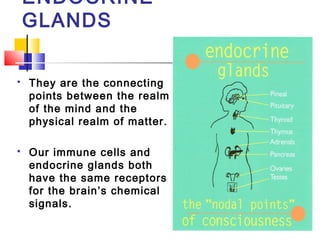 ENDOCRINE
GLANDS
 They are the connecting
points between the realm
of the mind and the
physical realm of matter.
 Our im...