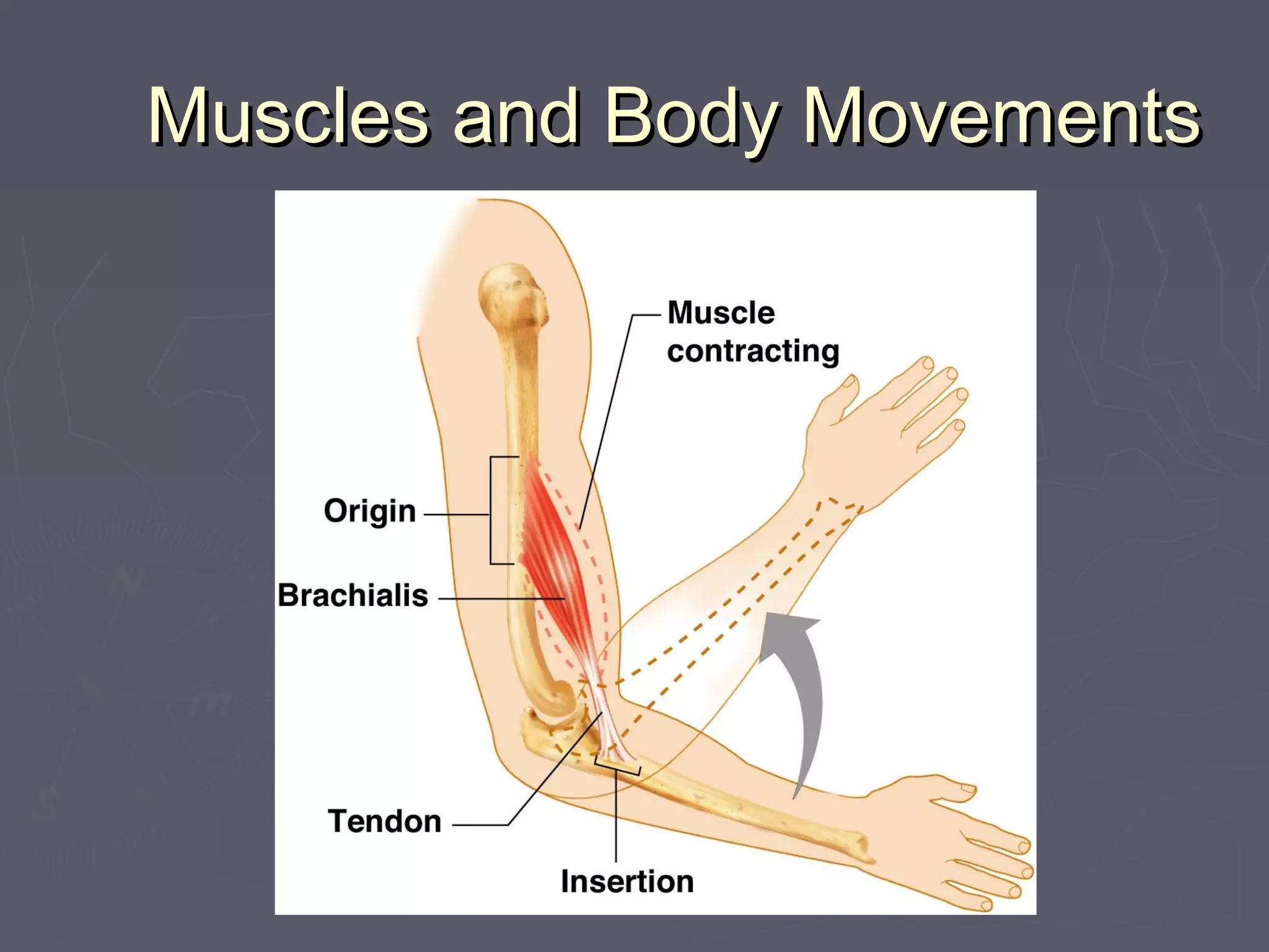 Body movements ppt | PPT