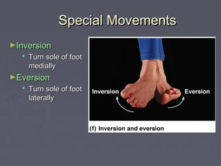 Special MovementsSpecial Movements
►InversionInversion
 Turn sole of footTurn sole of foot
mediallymedially
►EversionEversion
 Turn sole of footTurn sole of foot
laterallylaterally
 