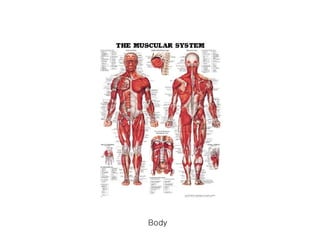 Body 