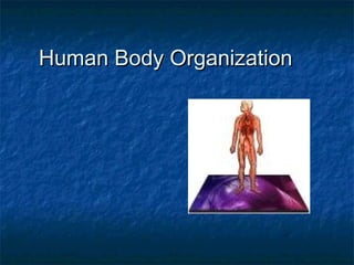 Human Body Organization
 