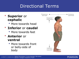 Directional Language Body Body Organization talking about anatomically.ppt