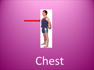 Chest 