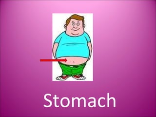 Stomach 