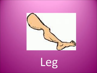 Leg 
