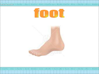 foot 