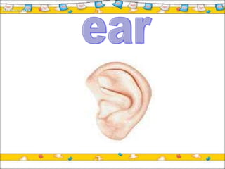 ear 