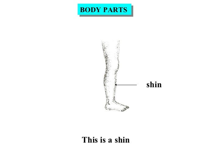 Body parts